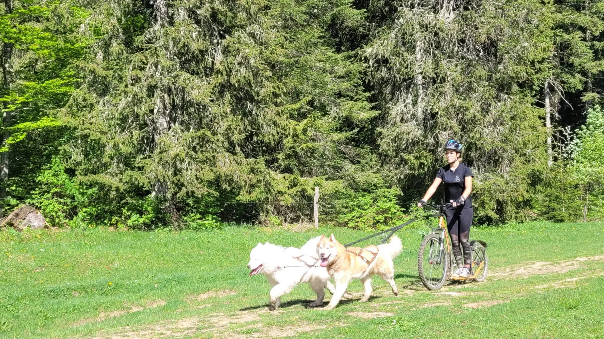 Traineau dingo - Cani Trott