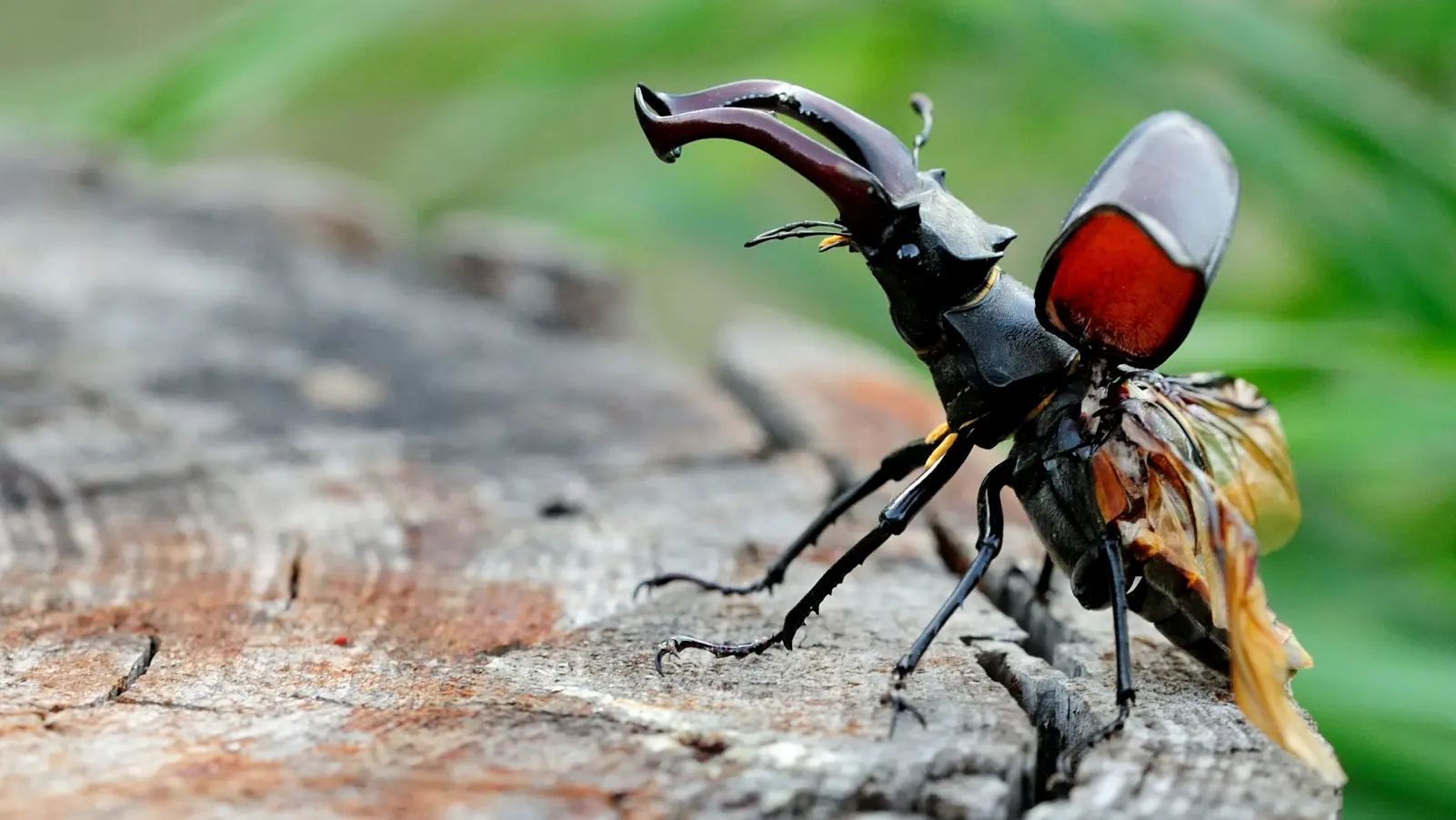 Insecte coléoptère Lucarne cerf-volant