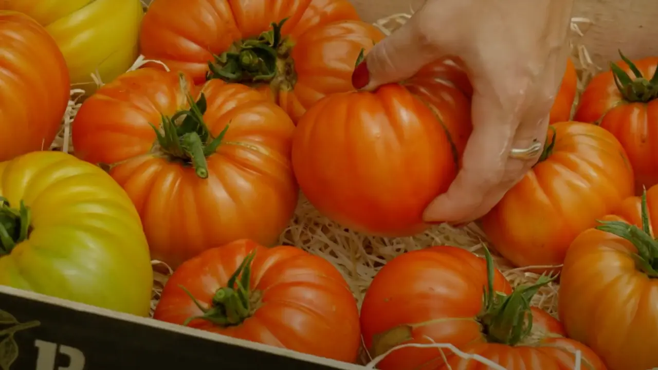 Tomates ancienne récolte