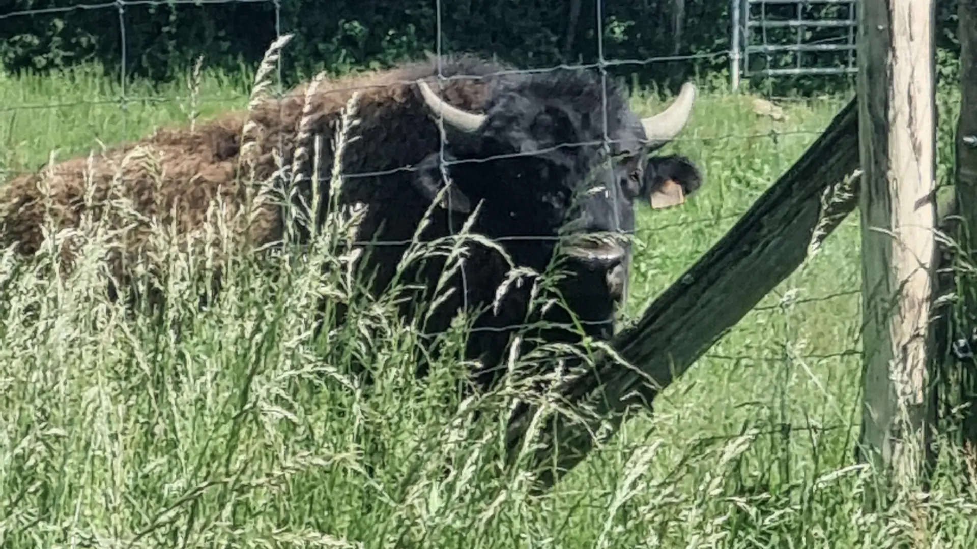 Circuit VTT-VTC n°26 (noir)_Tour de St Didier d'Aussiat