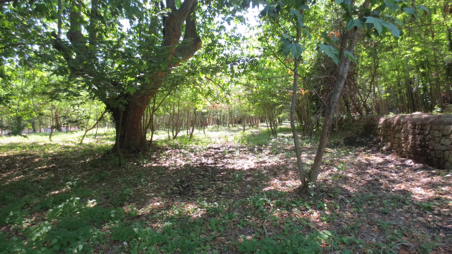 Parc Terre Rousse à Collobrières - Arbres