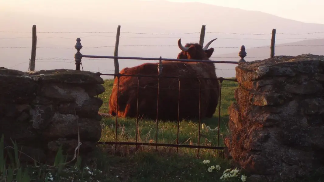animaux de la ferme au repos.