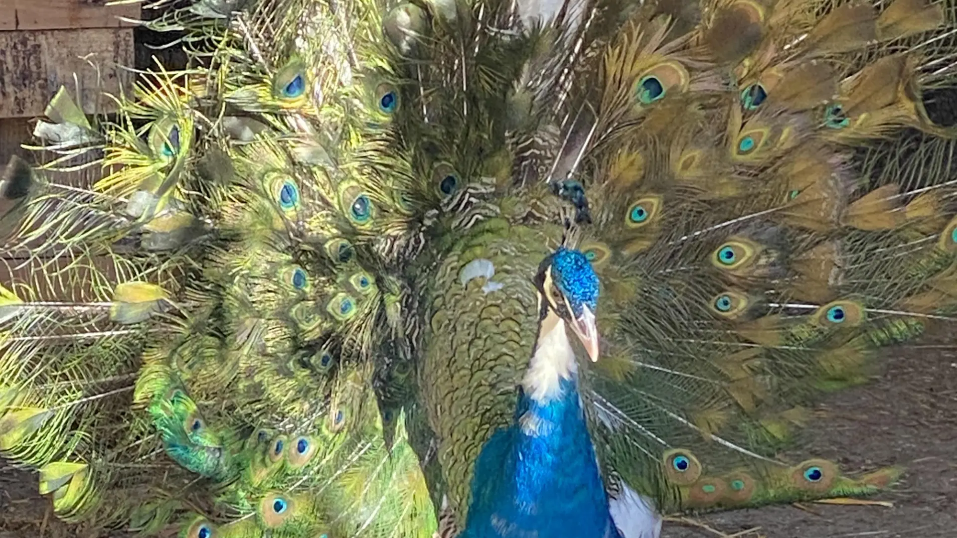 Élevage Le Galopin, ferme pédagogique SAVINES-LE-LAC