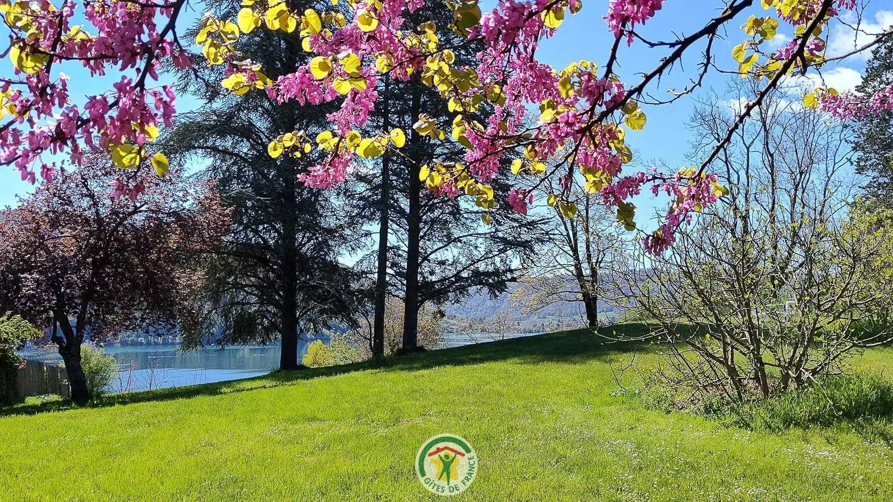 Jardin, figuier et fleurs de l'arbre de Judée