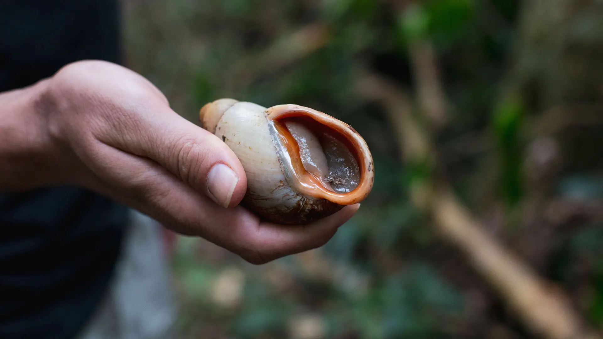 Isle of Pines snail