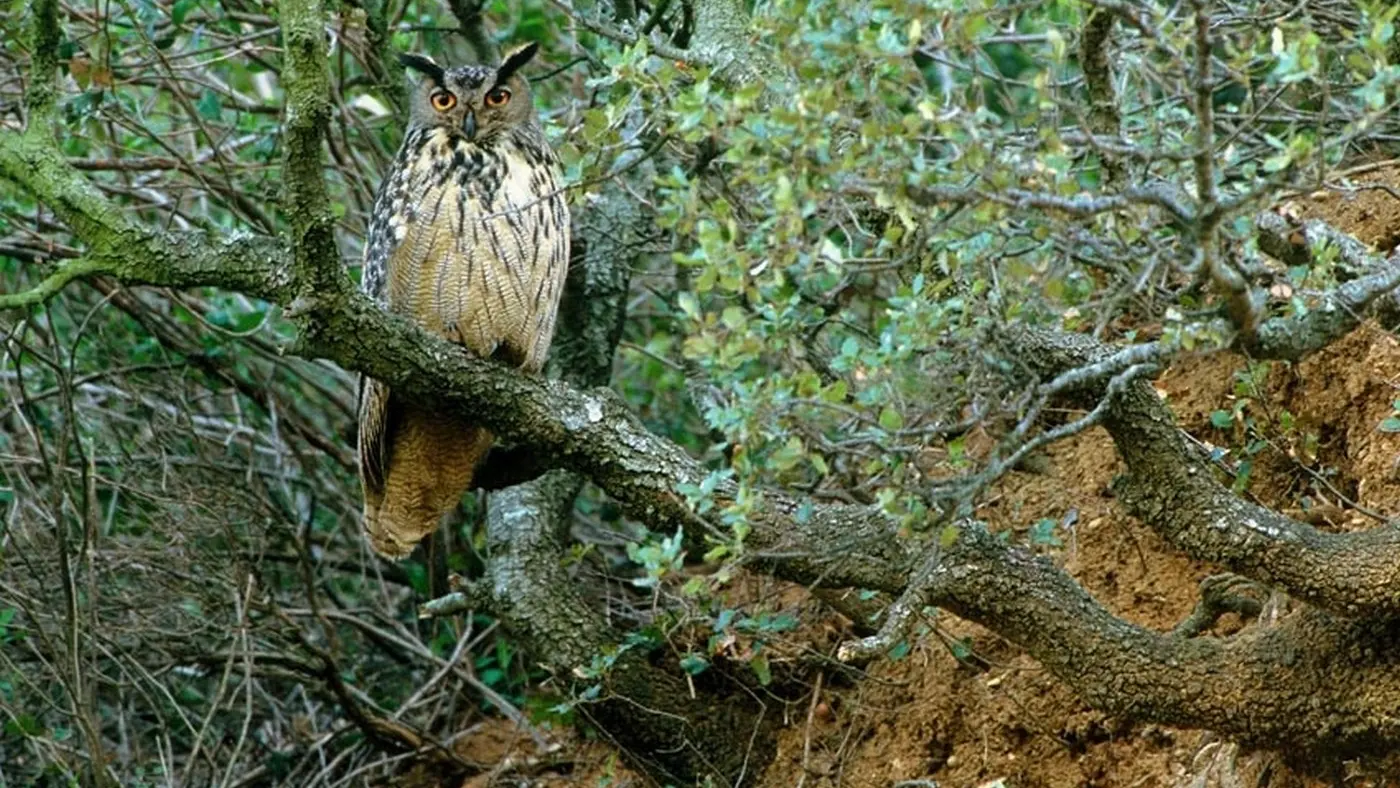 Bureau des guides naturalistes