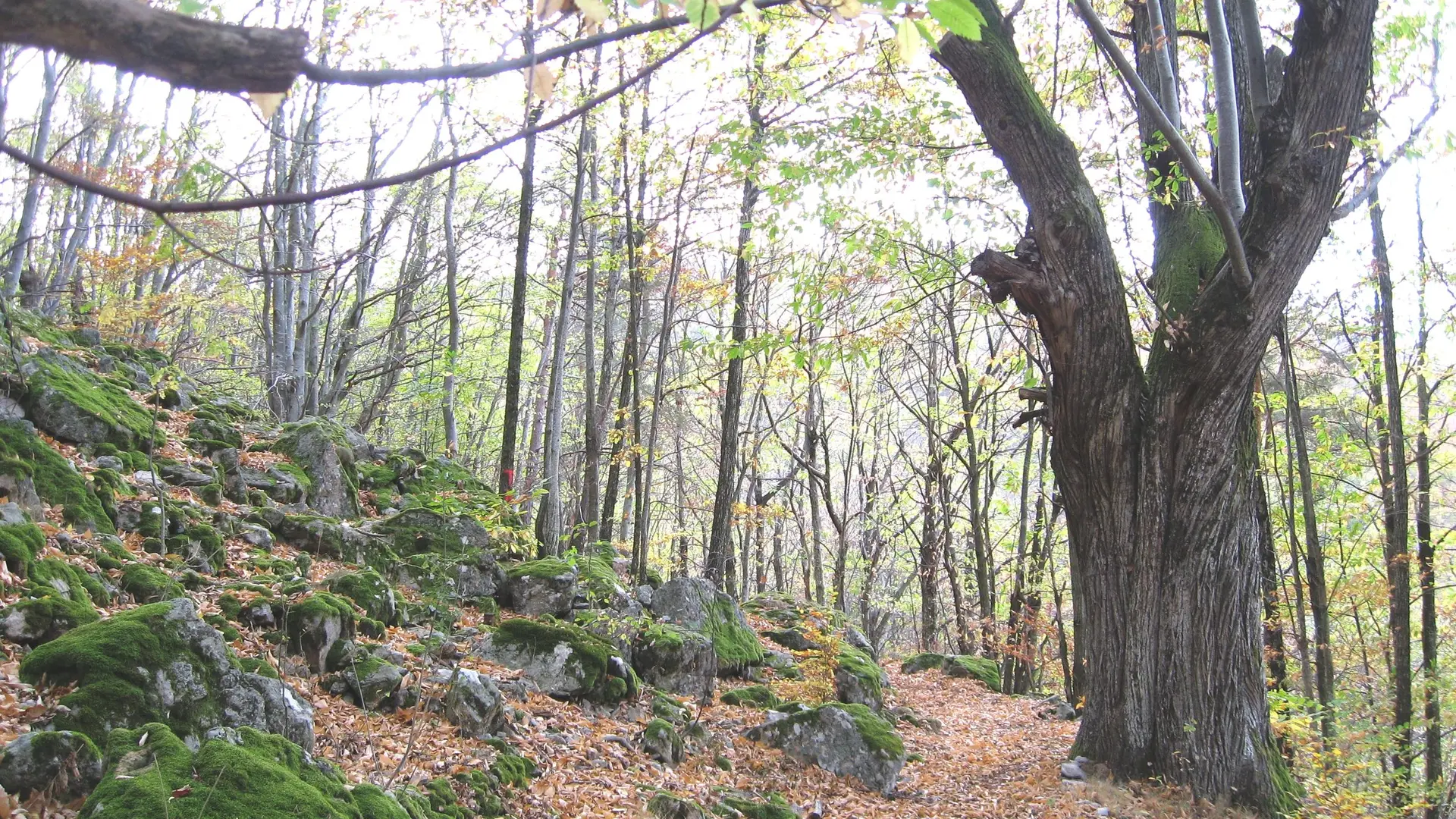 le parcours emprunte une belle forêt de chataigniers