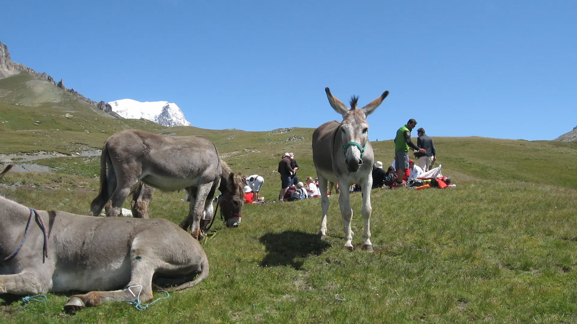 Balade encadrée avec les ânes de Jean-Luc