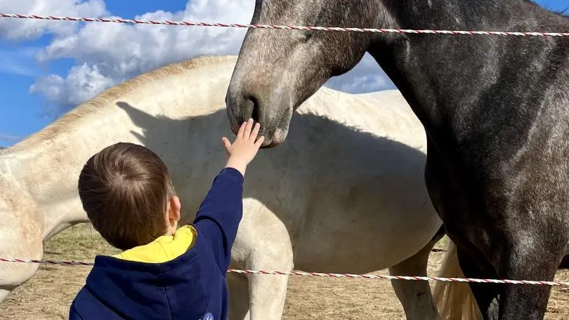 Les chevaux du gîte, toujours prêt pour un petit câlin ?