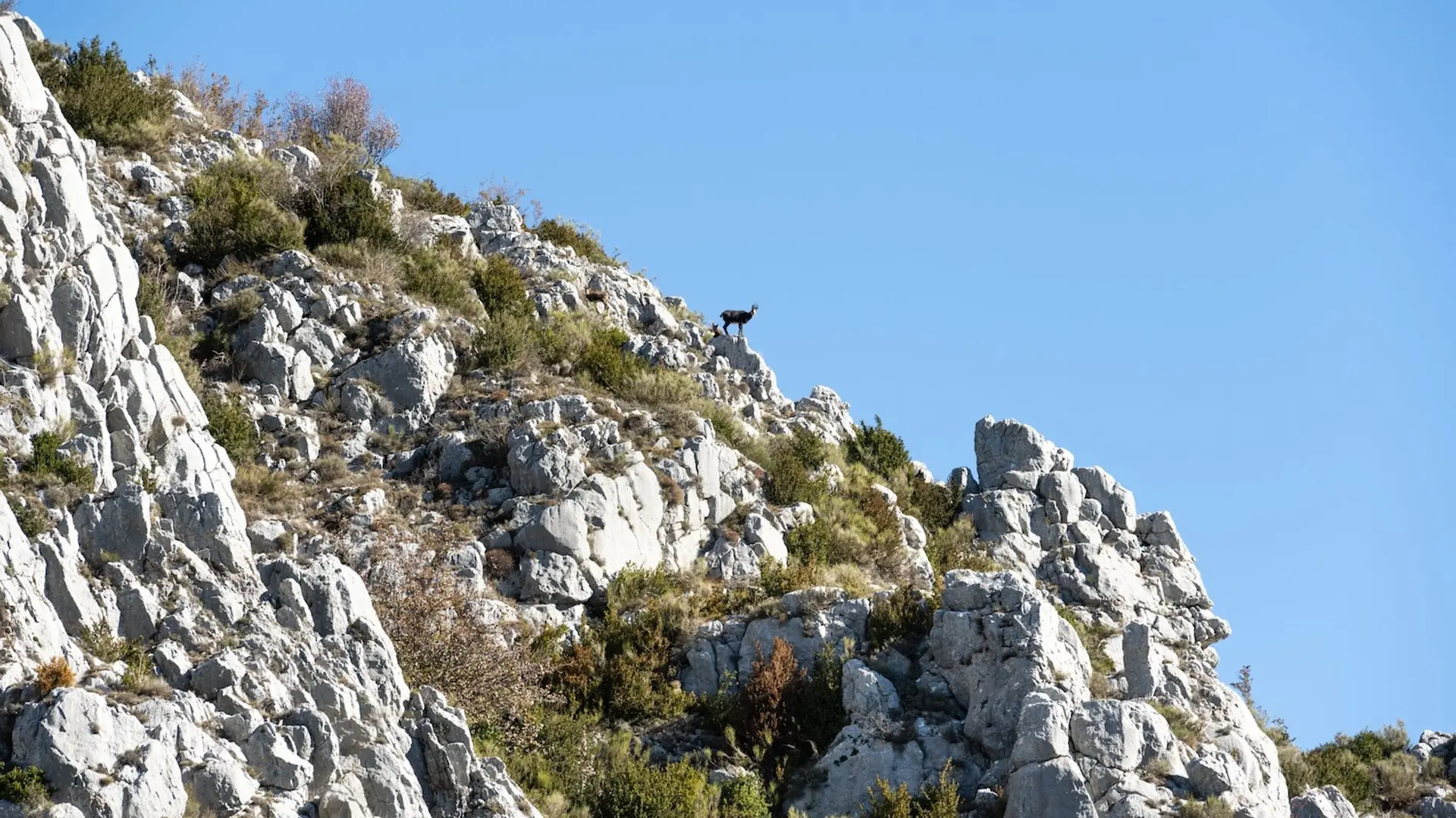 Chamois