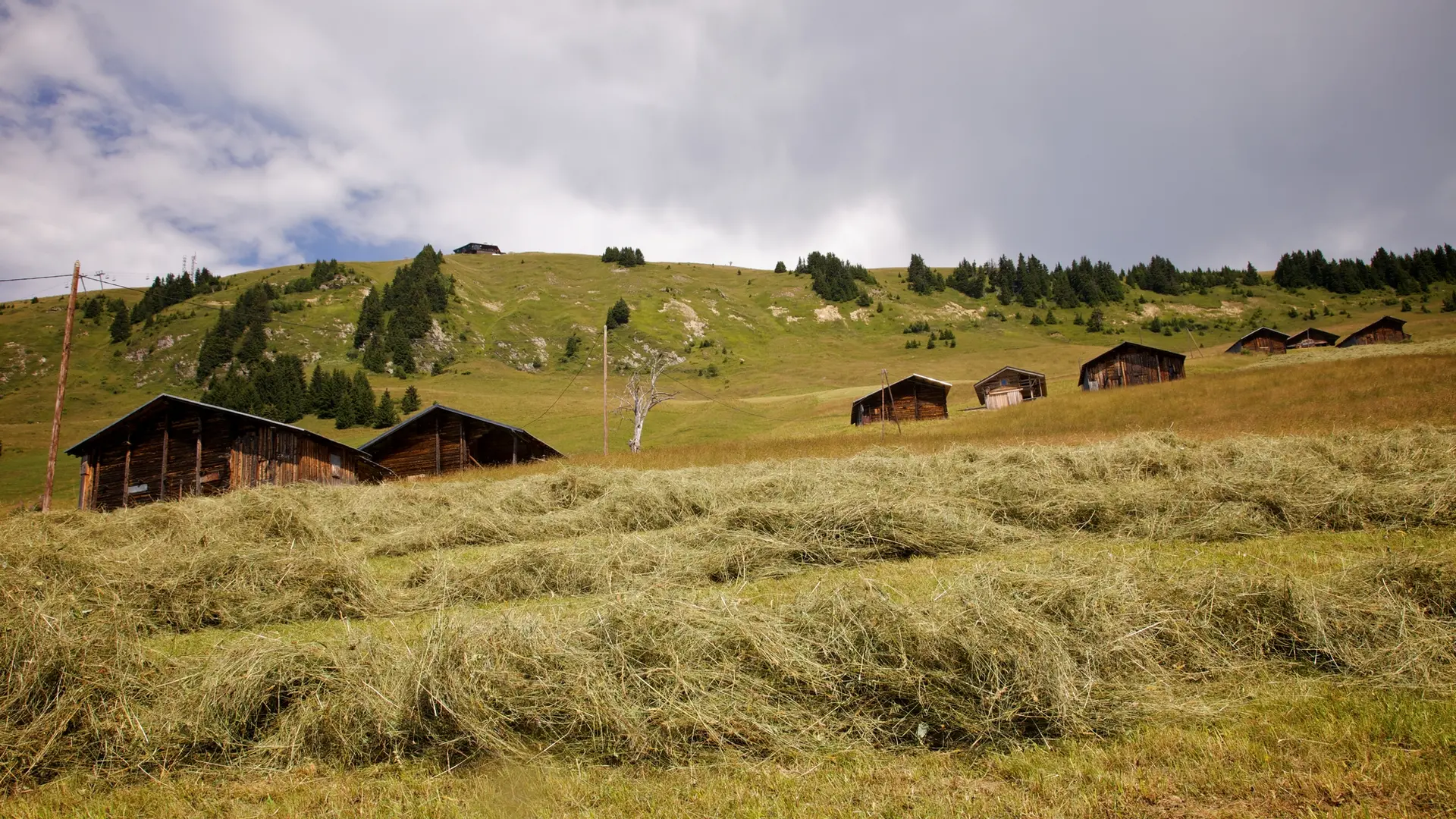 Les foins aux Pachons