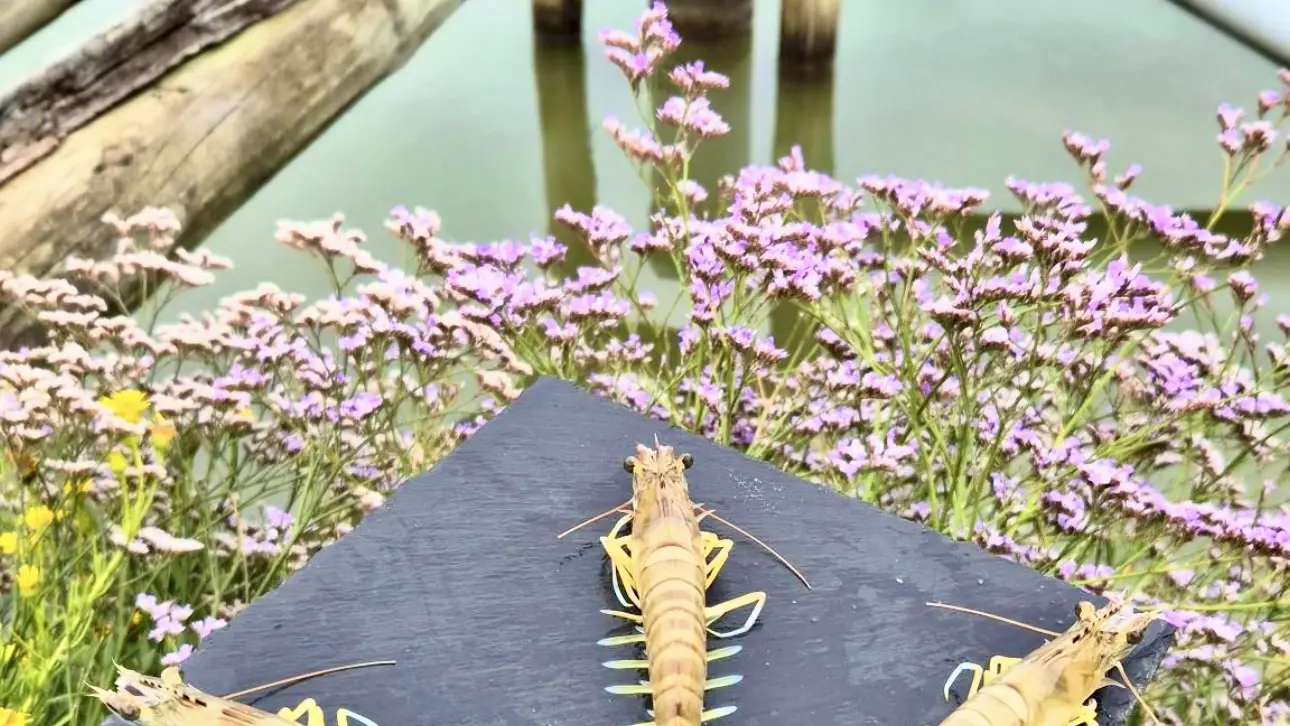 Les crevettes impériales -La Rhétaise