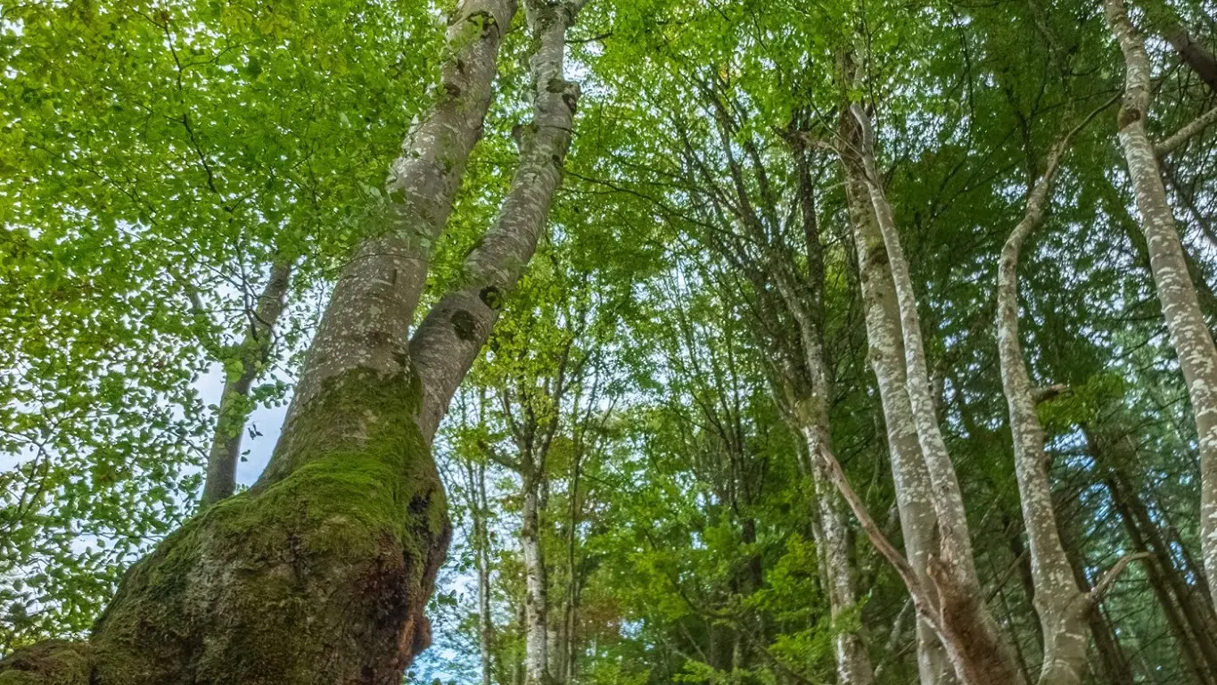 L'allée des géants à Saint-Nicolas-des-Biefs