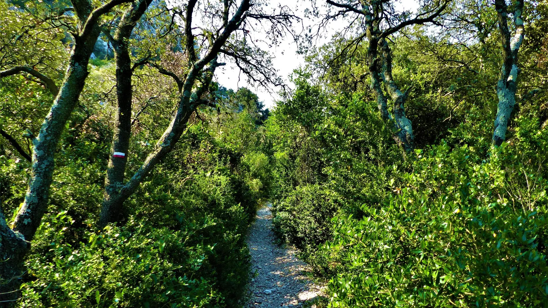 À l'ombre des chênes verts et des buis