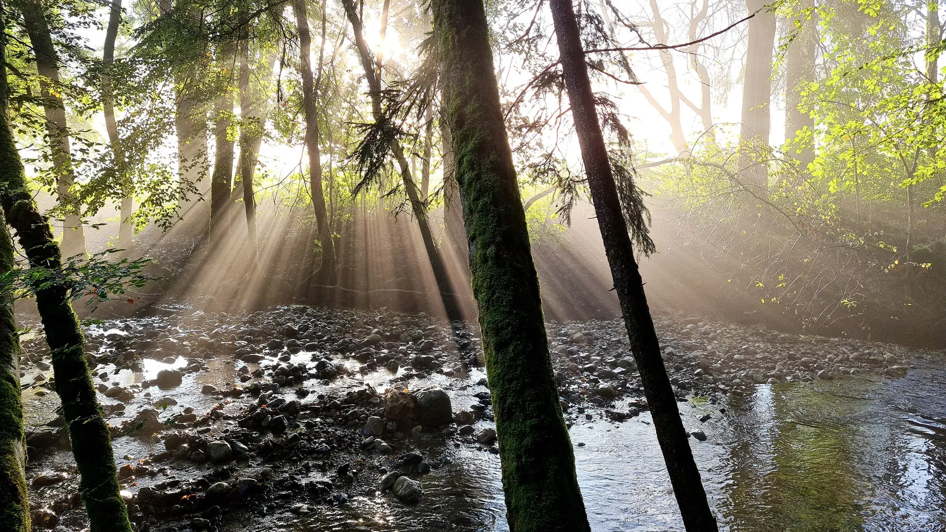 Le long de la Menoge en sous-bois