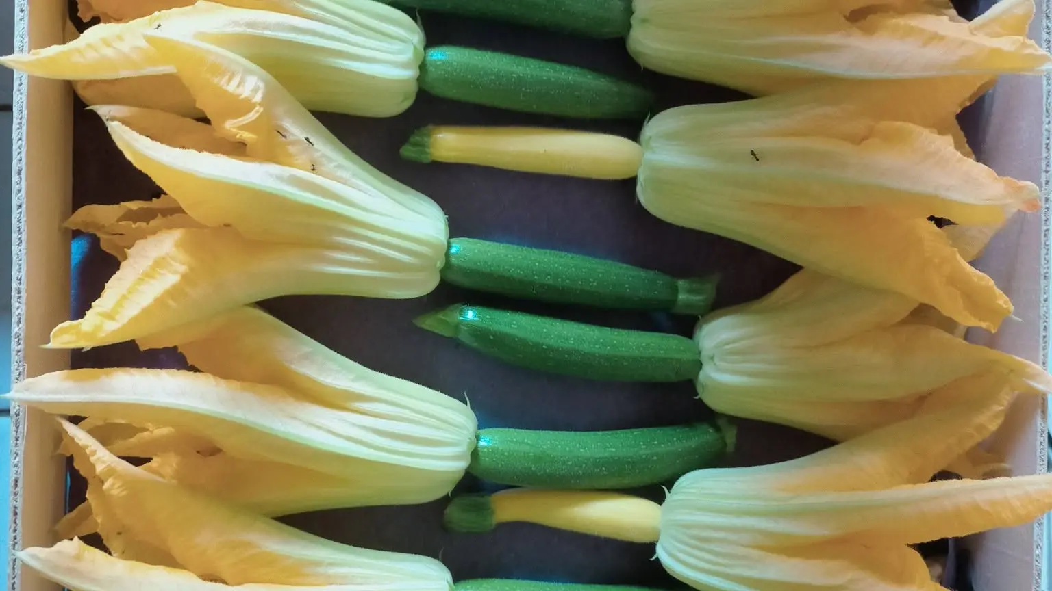Cagettes de fleurs de courgettes alignées