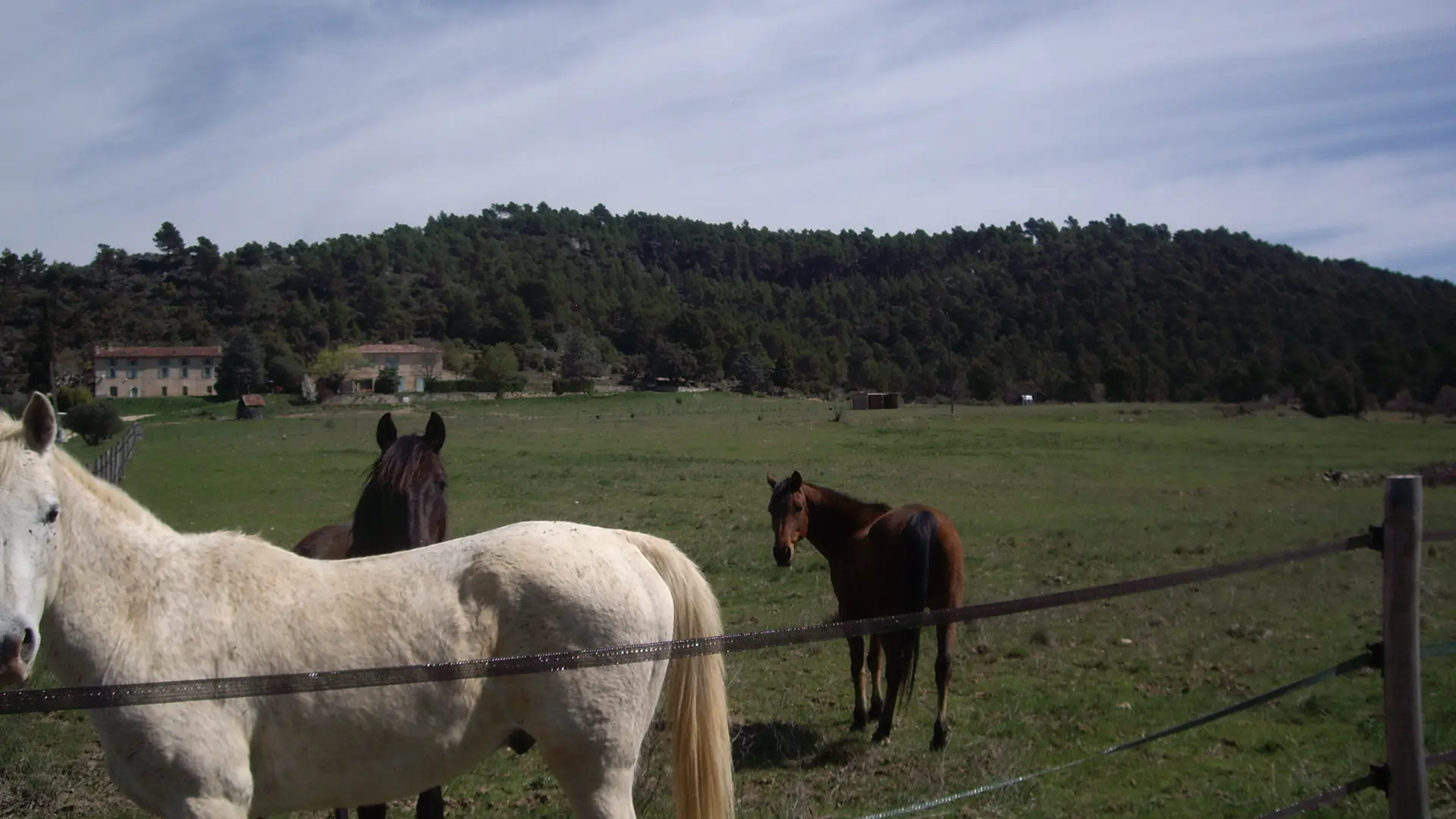 Nos chevaux