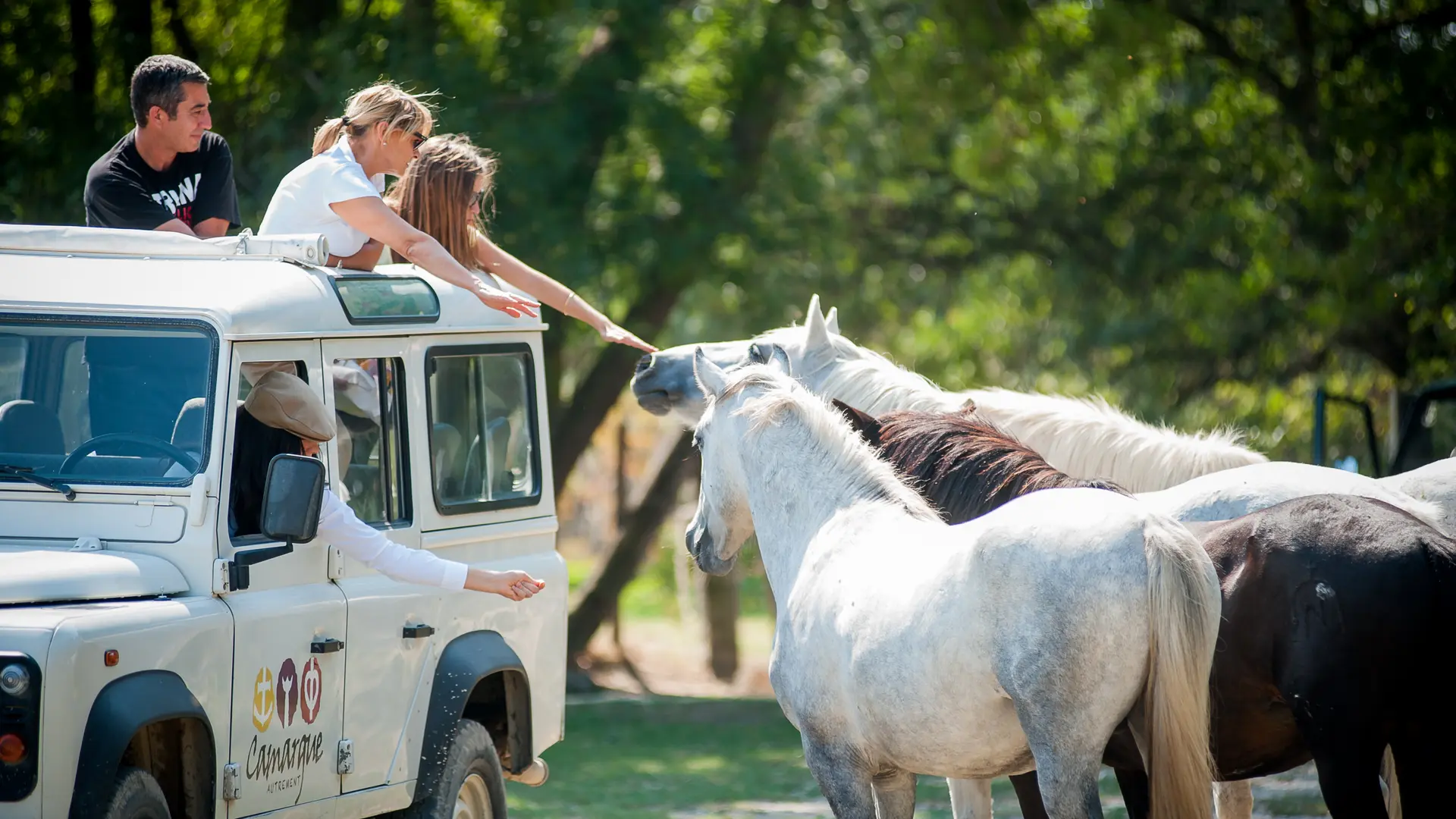 Camargue autrement - Chevaux camarguais