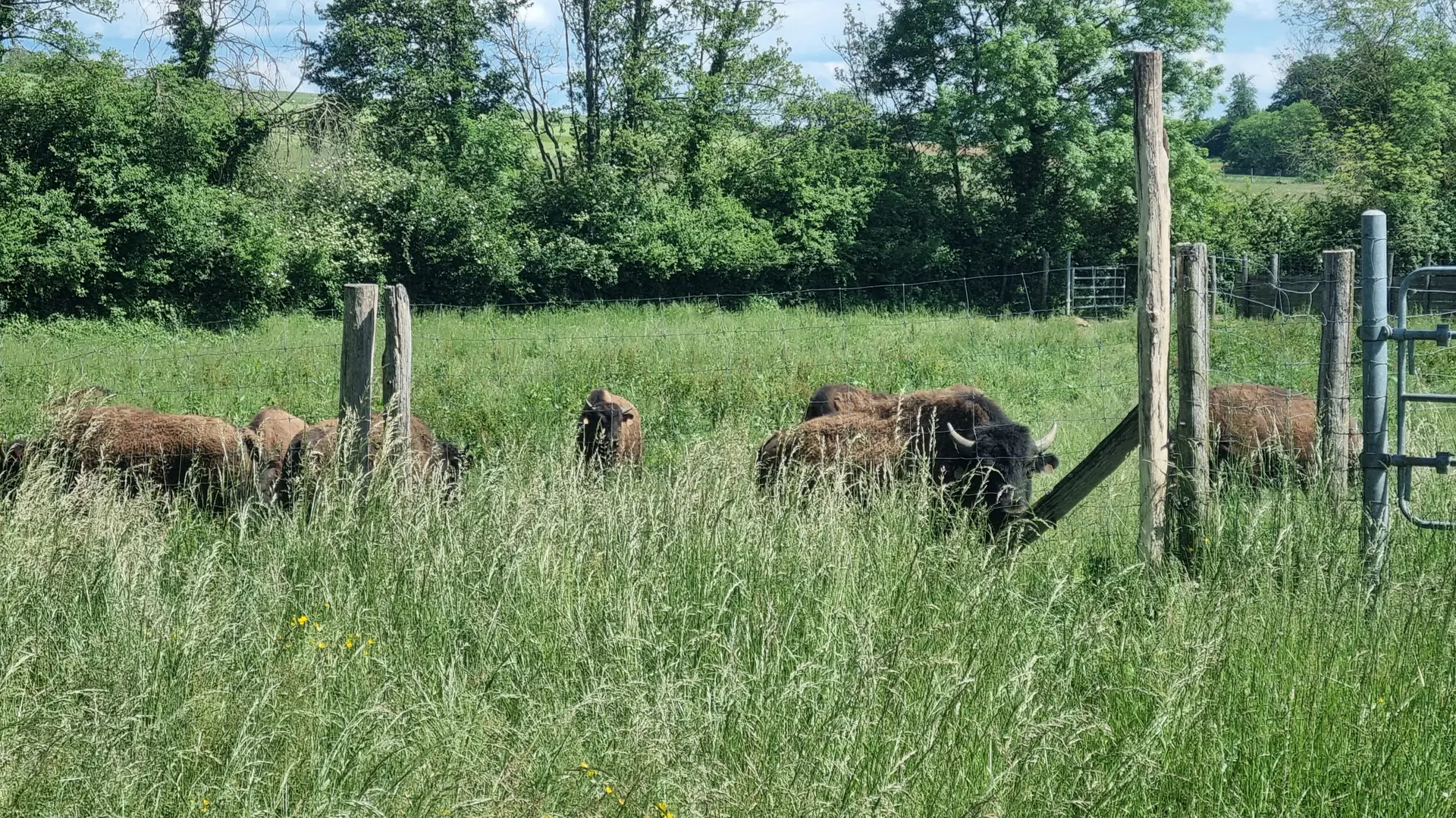 Circuit VTT-VTC n°26 (noir)_Tour de St Didier d'Aussiat