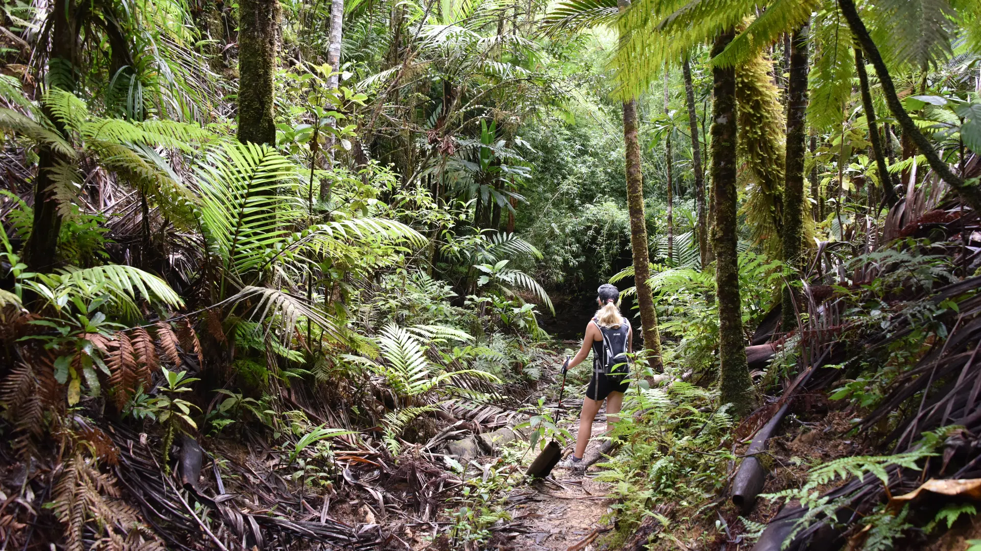 Au coeur de la forêt primaire