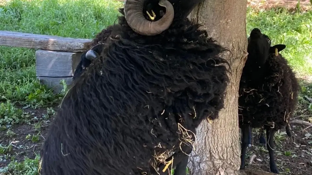 Bélier d'Ouessant - Élevage Le Galopin, ferme pédagogique SAVINES-LE-LAC