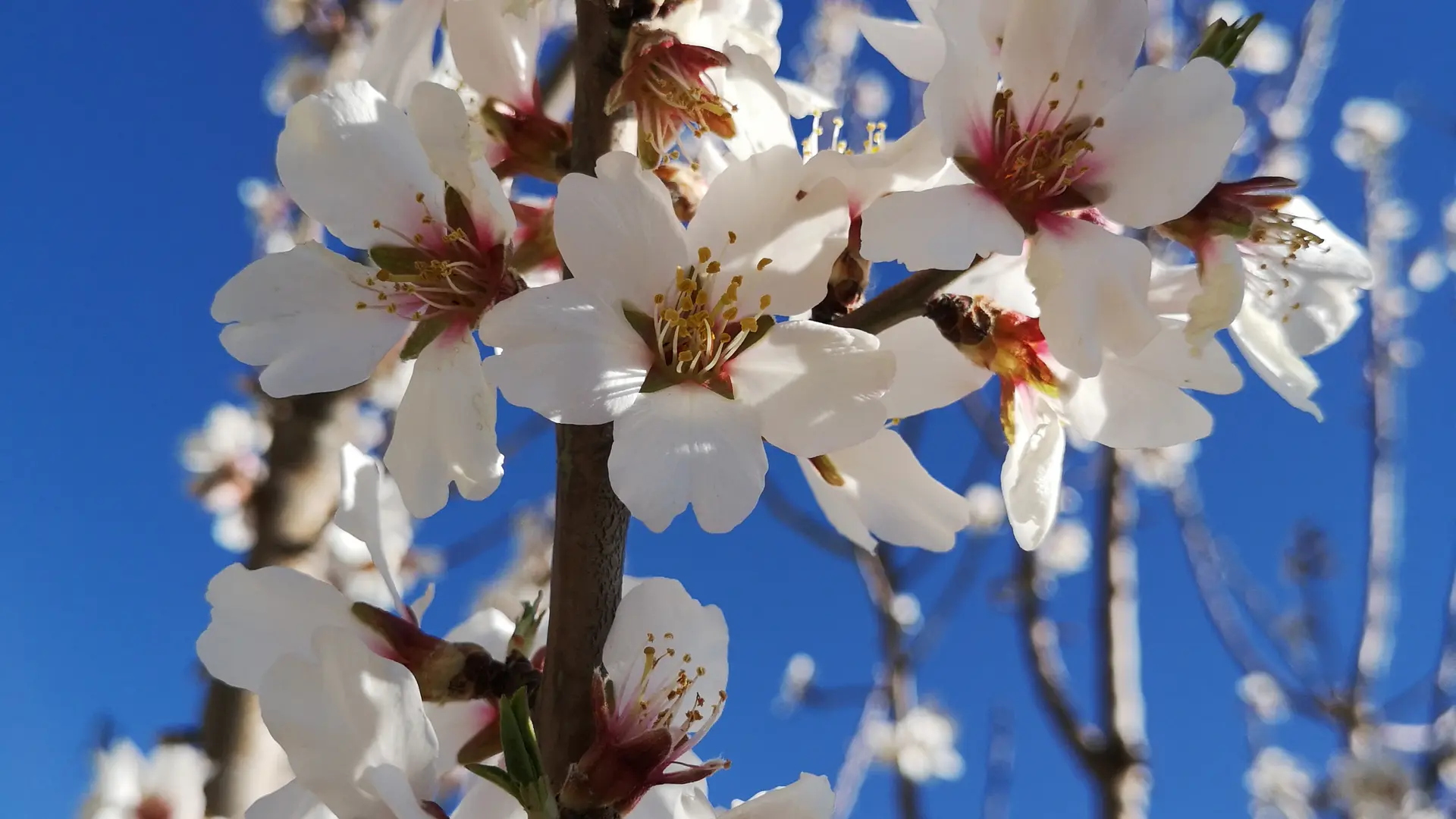 amandier en fleurs