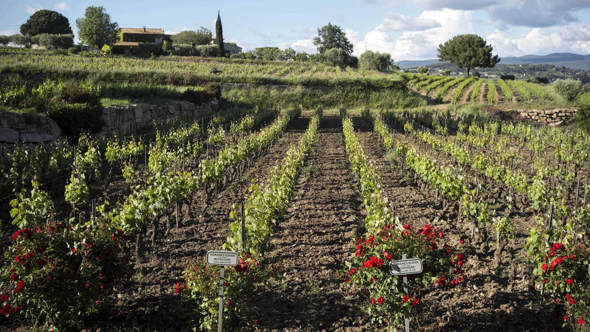 Vue du vignoble