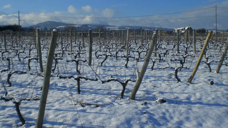 Vignes