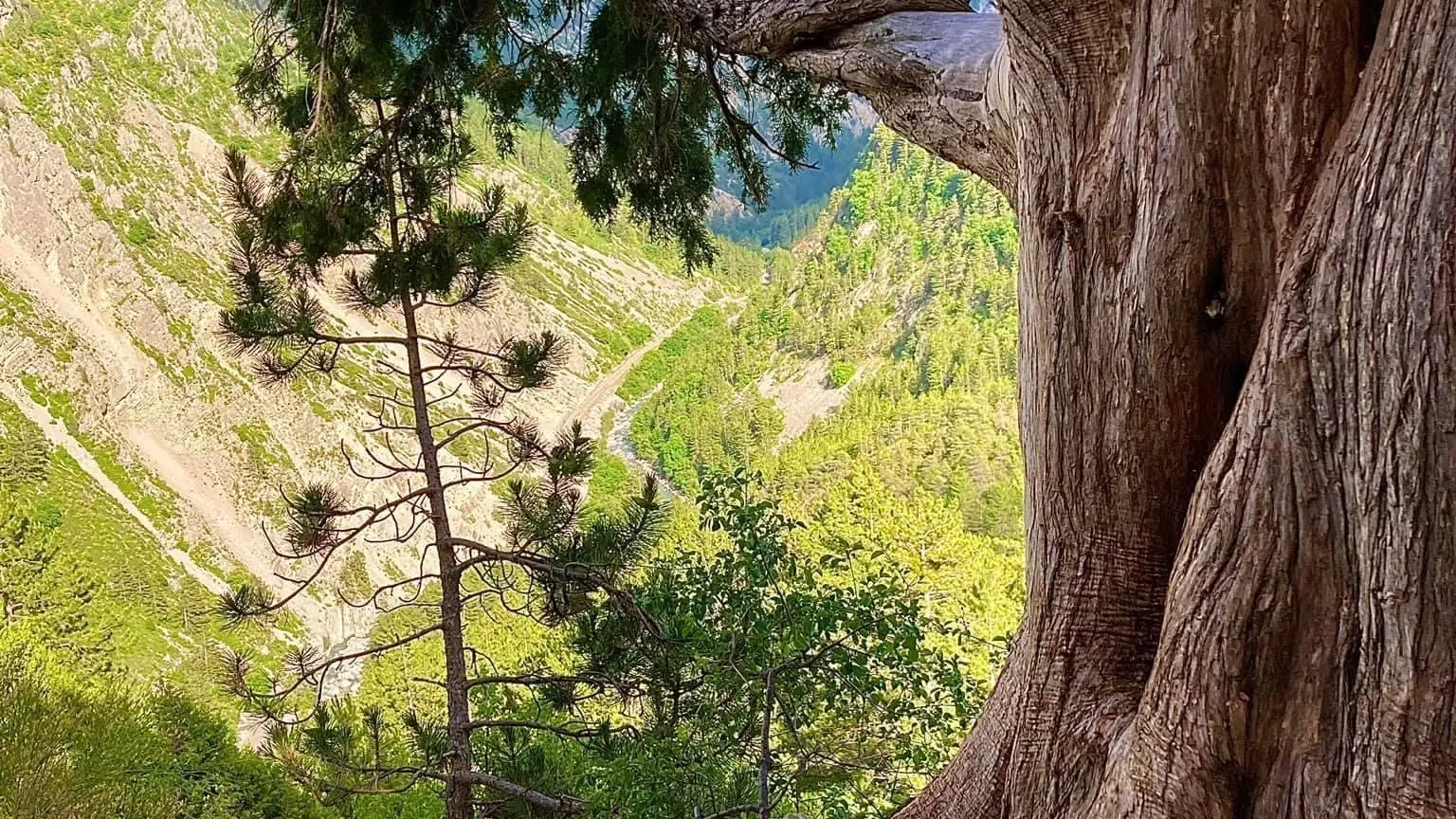 Bois de la Julie_Prads-Haute-Bléone