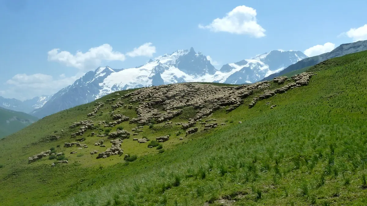 Troupeau vallon de la Buffe