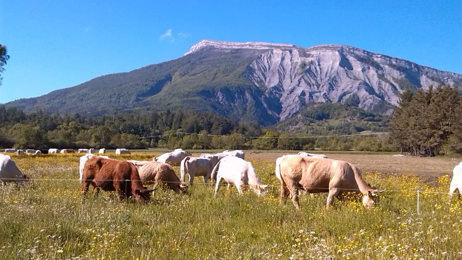 Le Bovin Alpin - Visite à la ferme