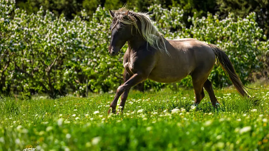 Magnifique cheval brun argenté galopant dans un champ fleuri.