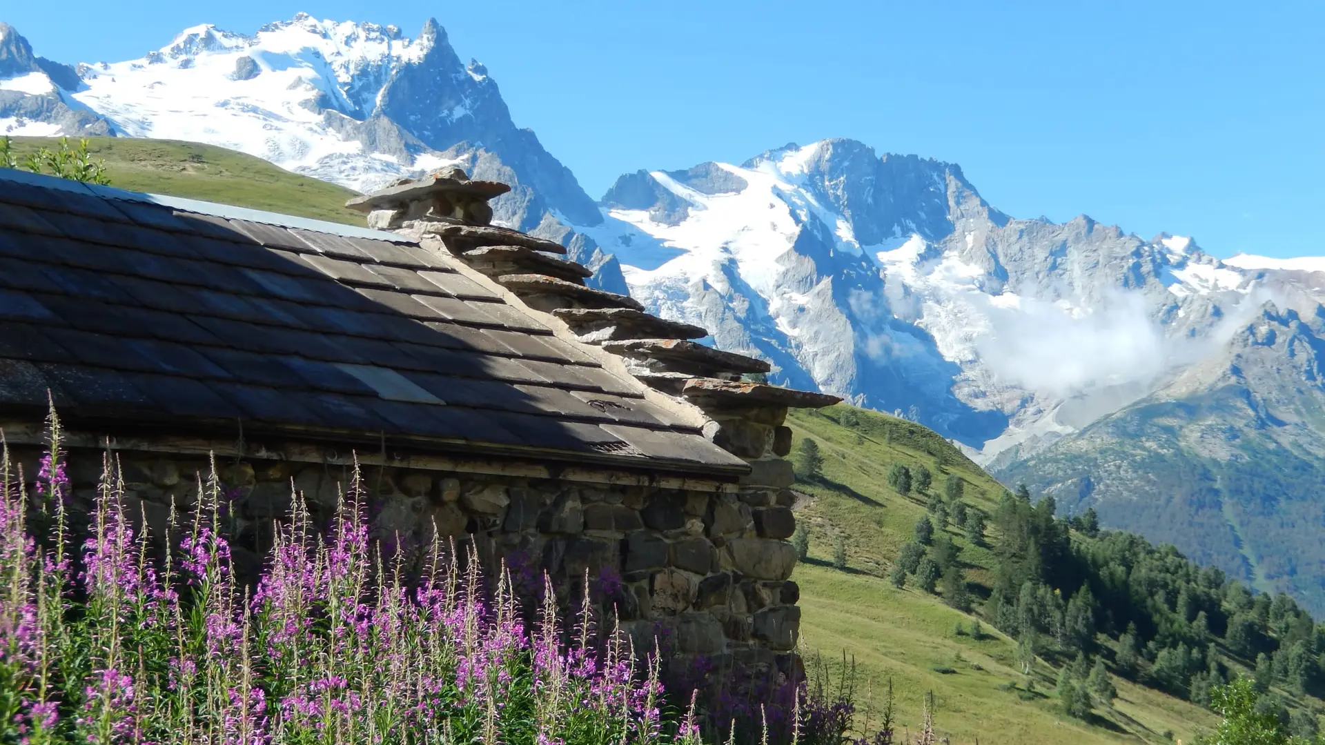 Epilobes massif de la Meije, vue de Valfroide