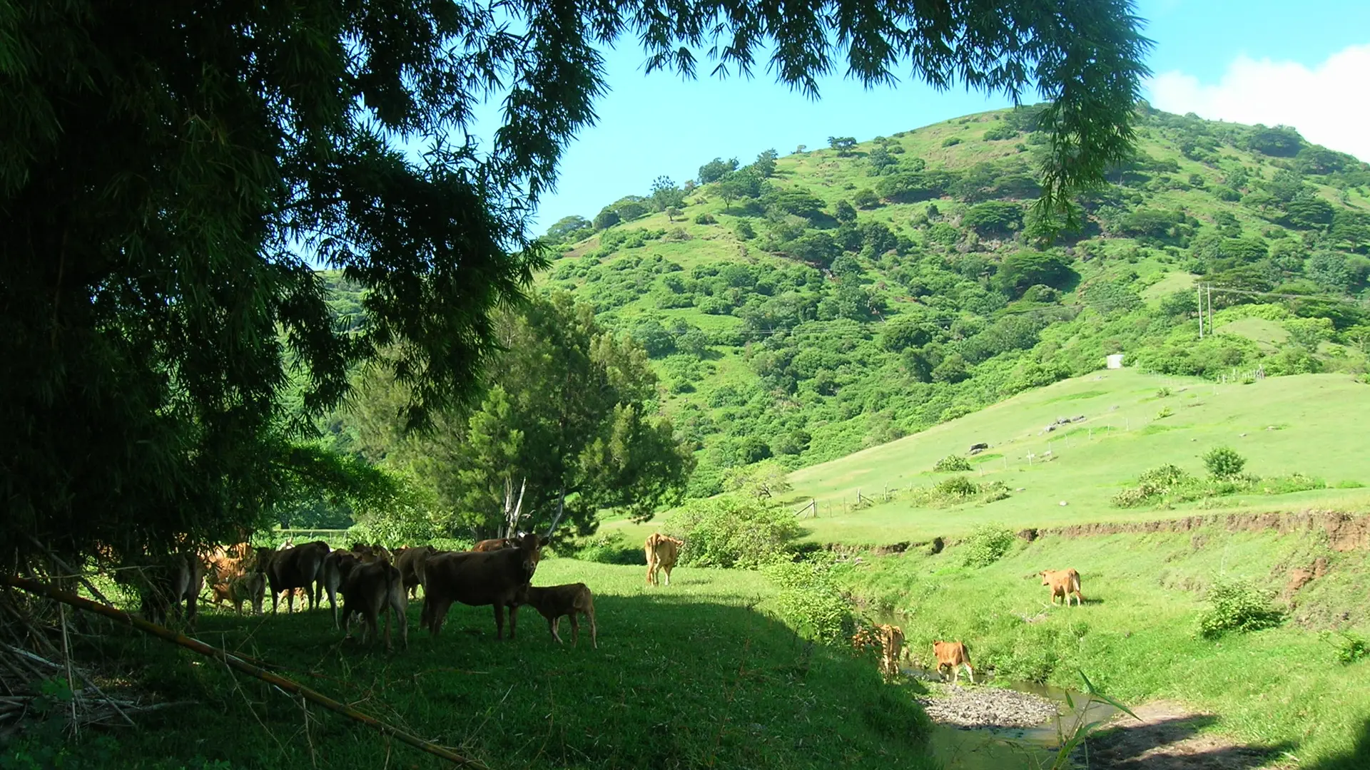 Troupeau de bétail