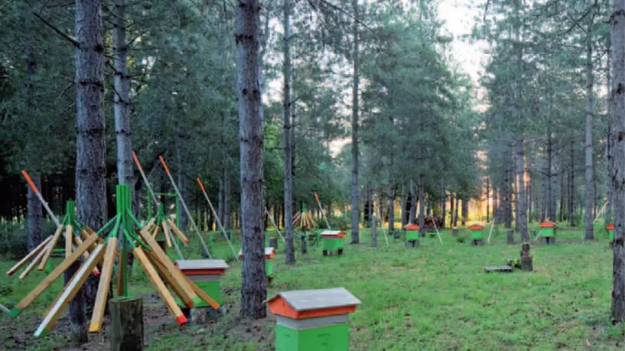 Bois de Montrosiès Nègrepelisse