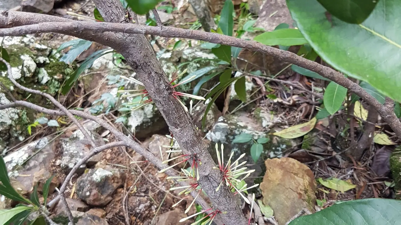 Floraison de l'ixora cauliflora, visible en Février