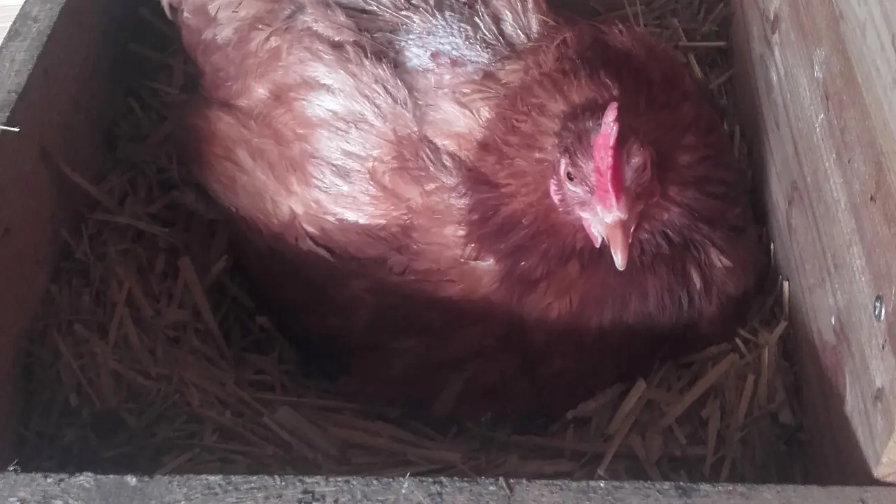 GAEC de l'Empereur, Le Glaizil, vallée du Valgaudemar