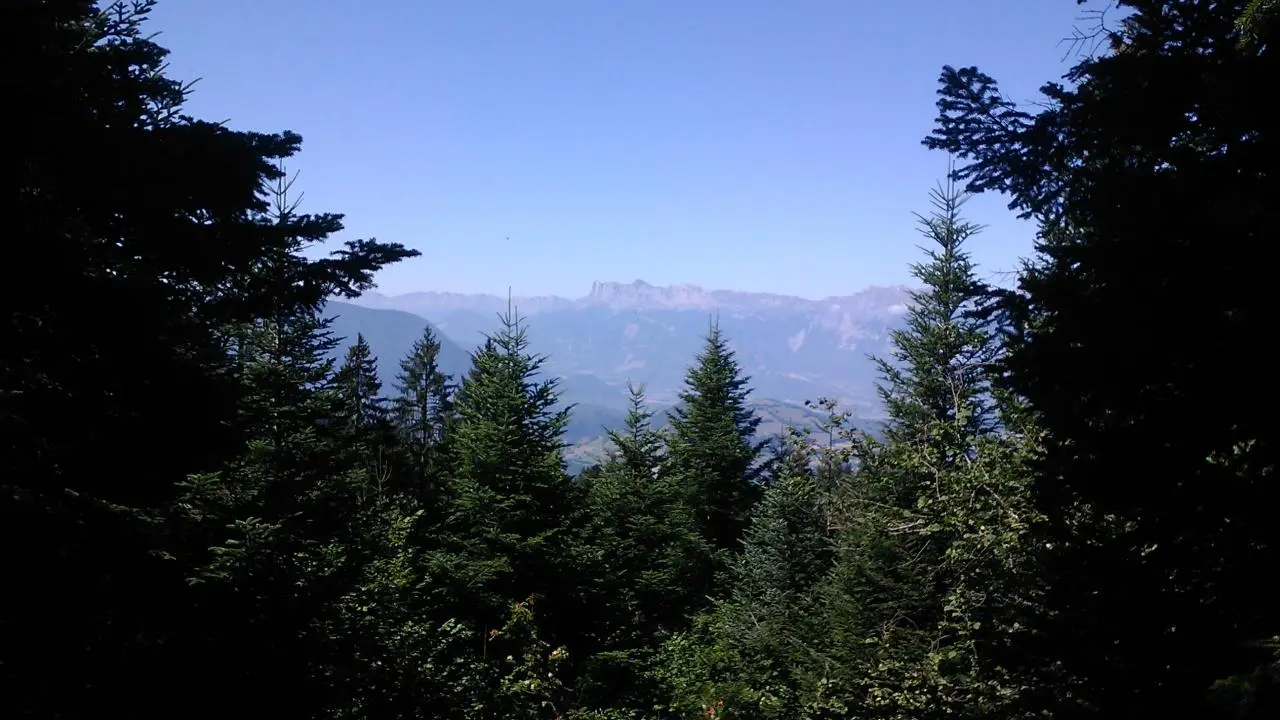 Un panorama montagneux se dévoile au-delà d'une forêt dense d'épicéas.