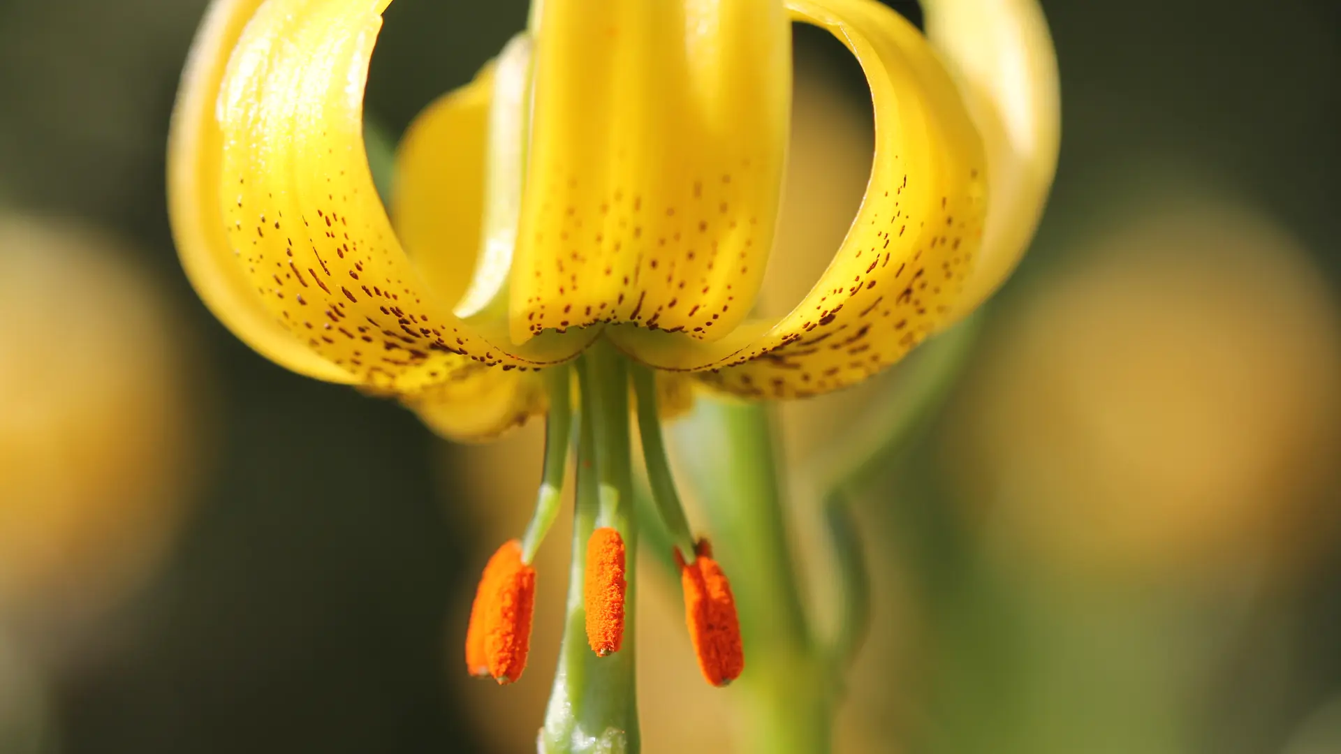 Lys des Pyrénées - Lilium pyrenaicum - Jardin du Lautaret