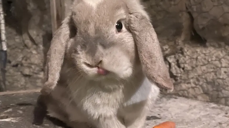 Élevage Le Galopin, ferme pédagogique SAVINES-LE-LAC