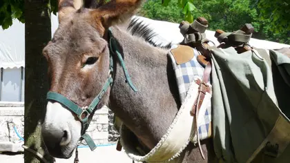 Balade encadrée avec les ânes de Jean-Luc