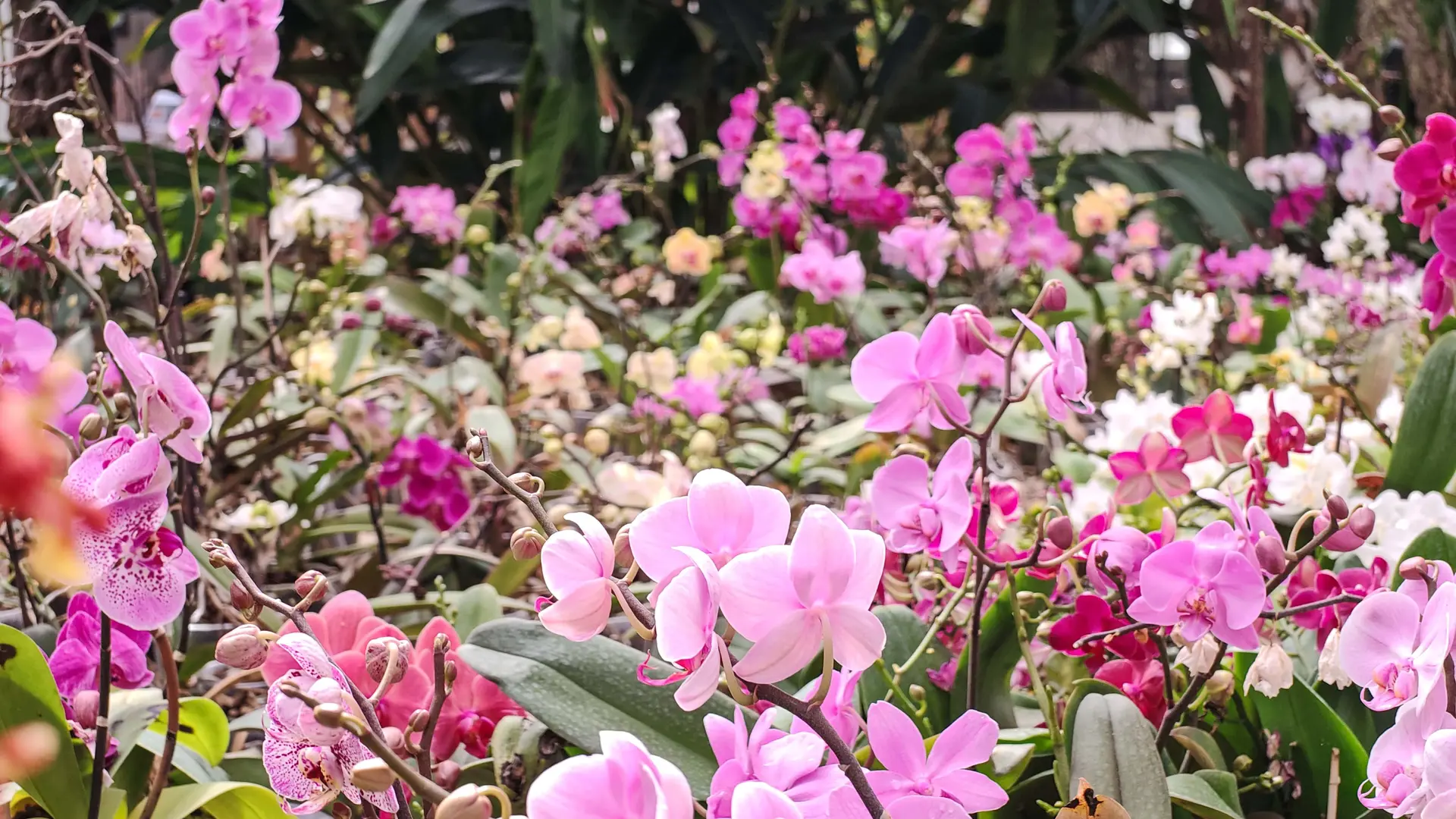 Orchidées Vacherot