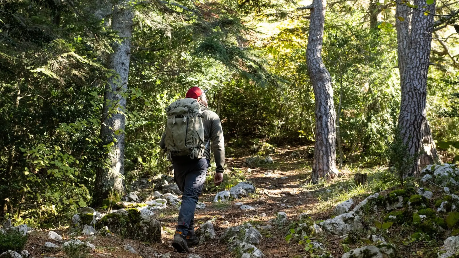 Passage en forêt
