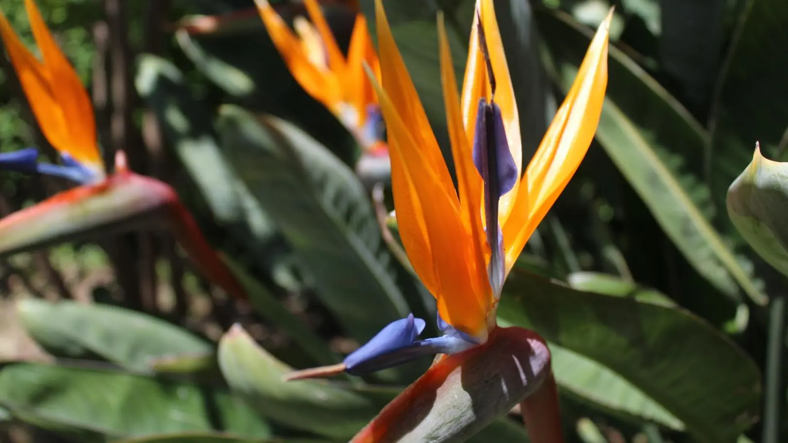 fleurs du du jardin