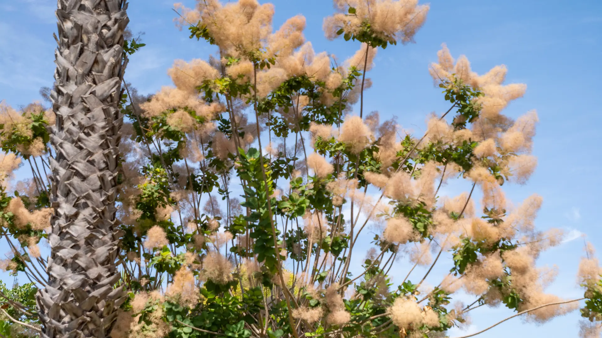 Terrain de pétanque de  la Rambla_Saint-Cyr-sur-Mer