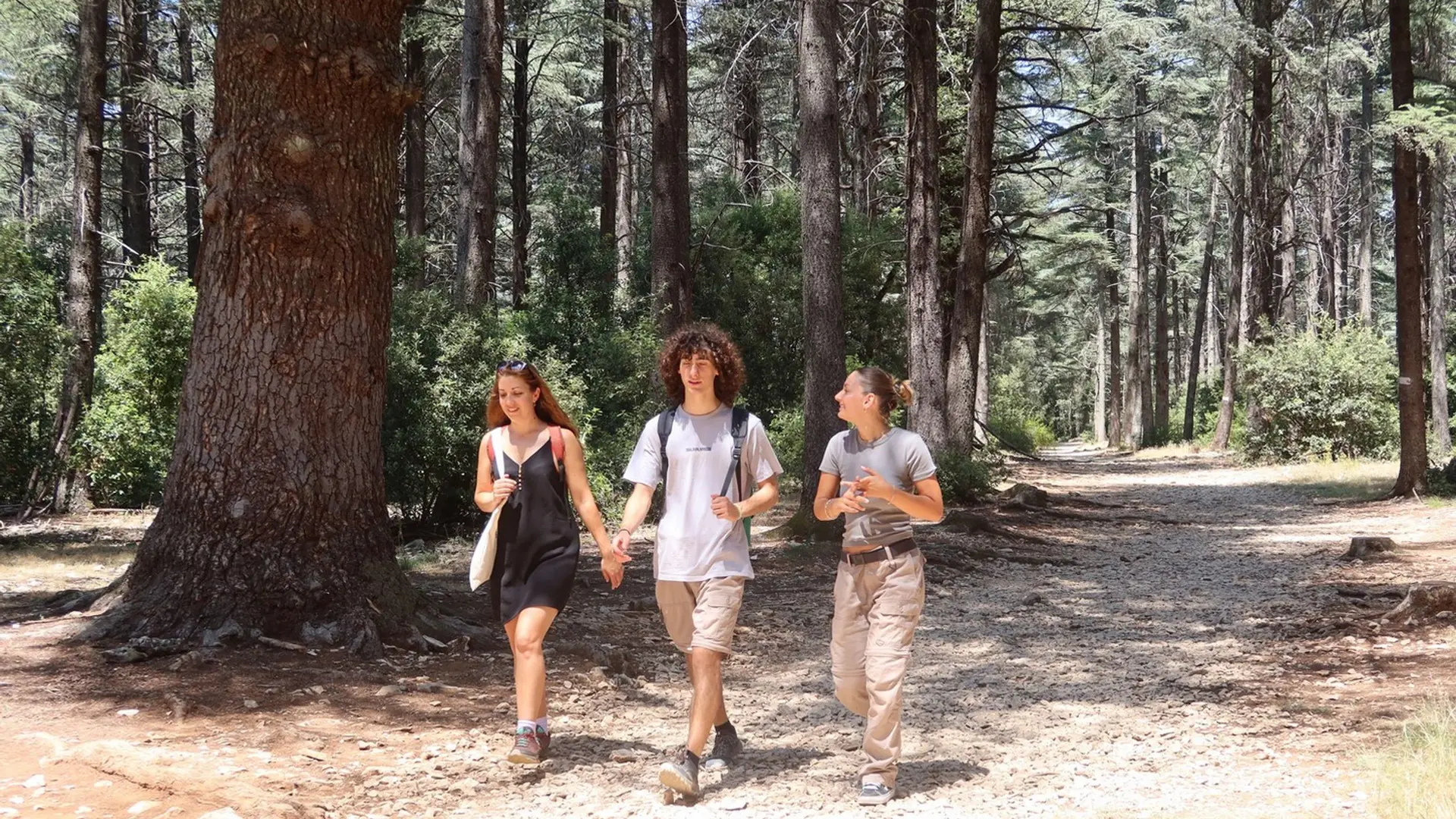 Forêt des cèdres du Petit Luberon
