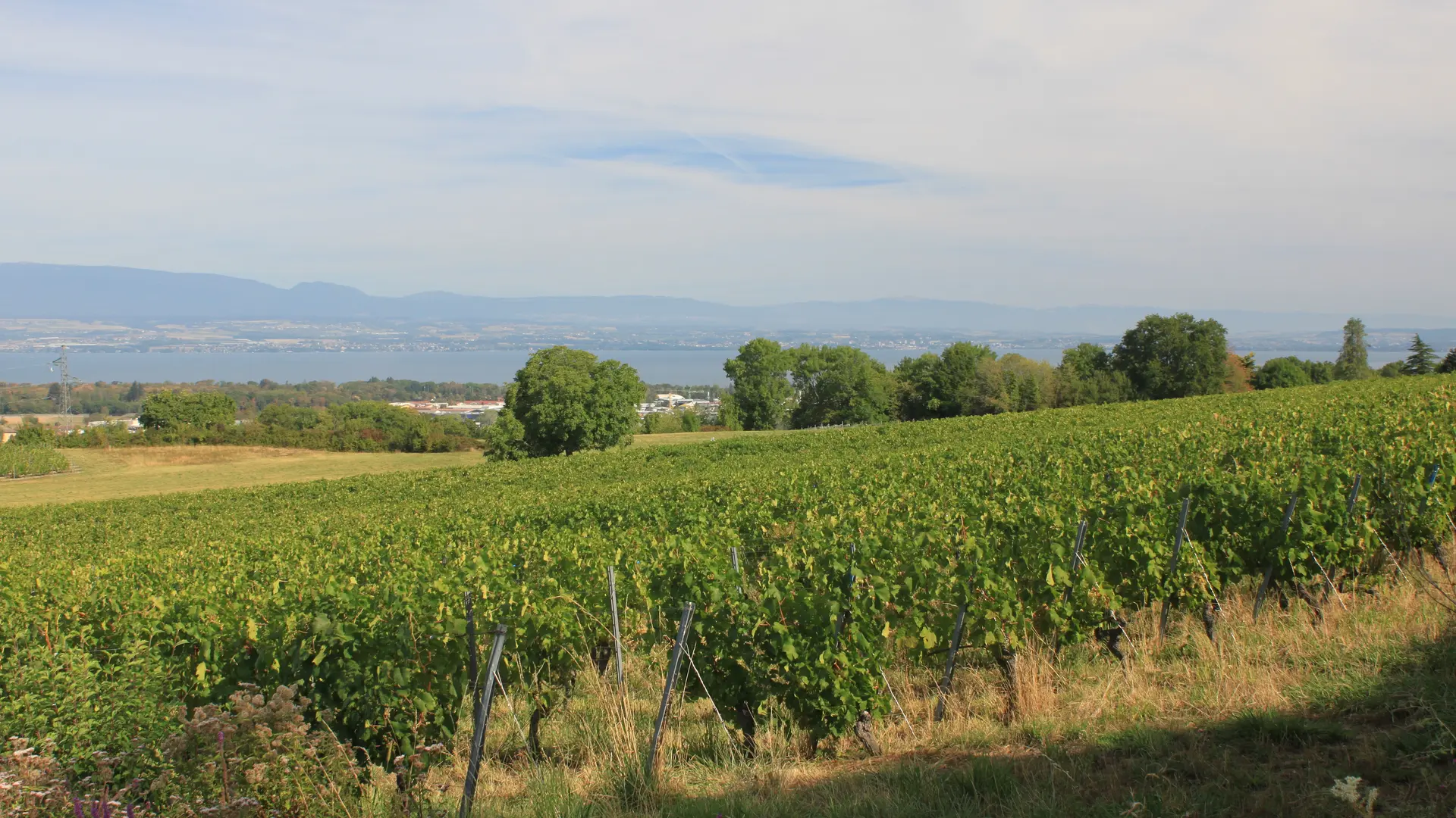 Vue sur les vignes