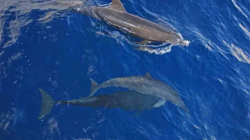 Sortie Observation des dauphins Espace Mer