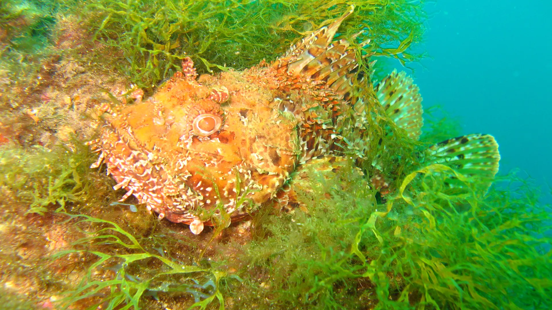 Baptême de plongée Club sous l'eau