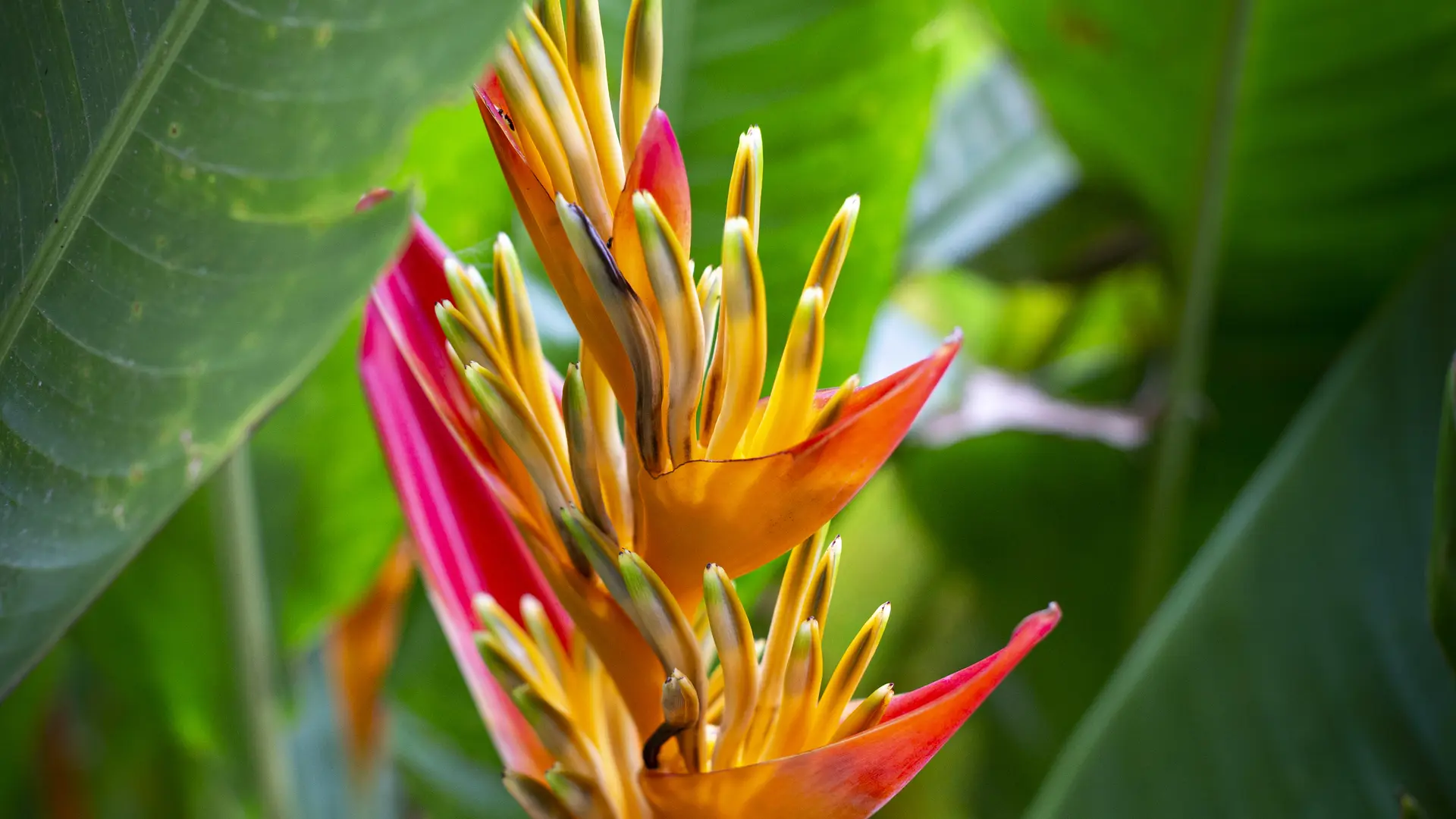 Heliconia